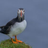 Puffin with sea in background