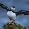 Puffin with wings wide open