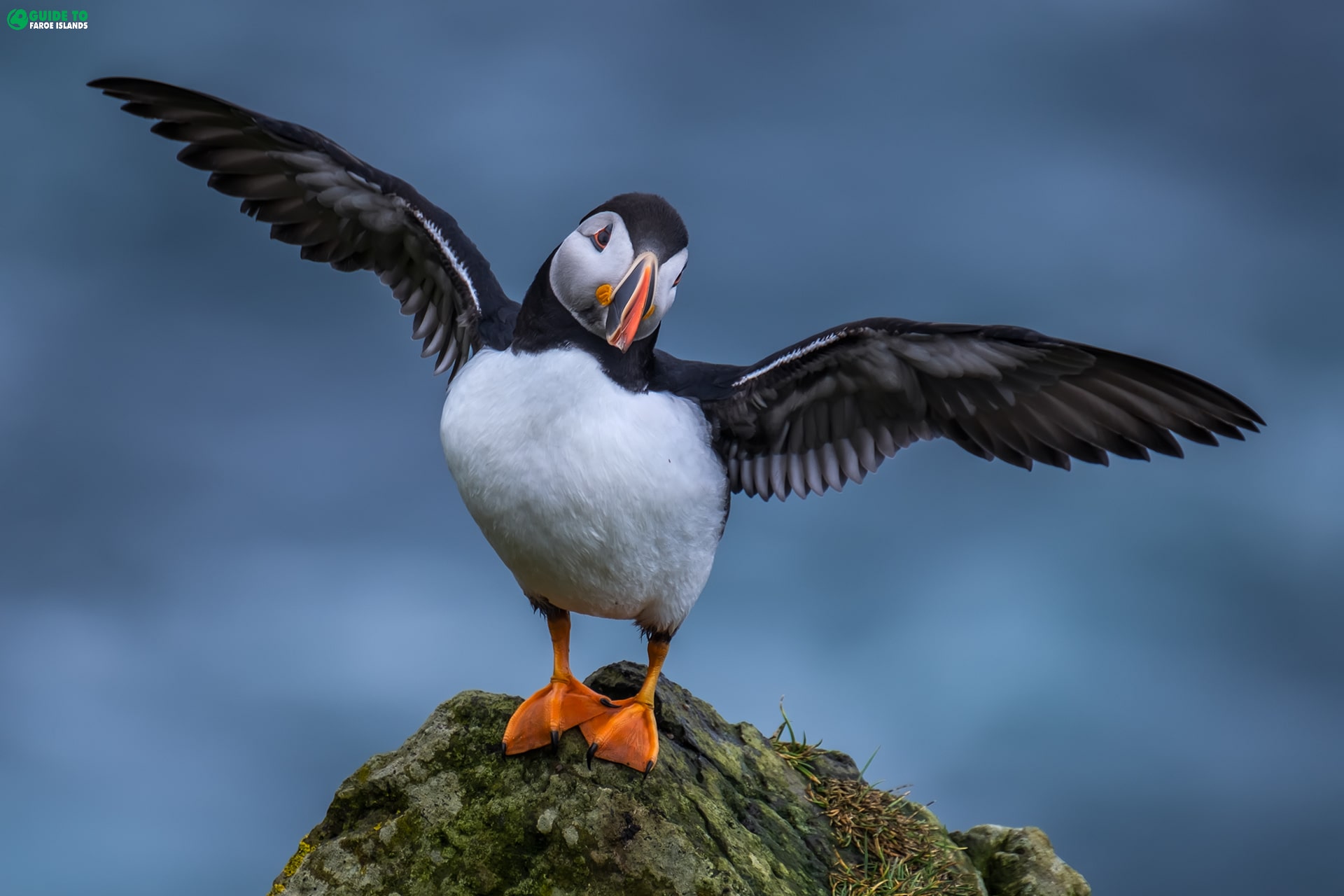 Puffin with wings wide open