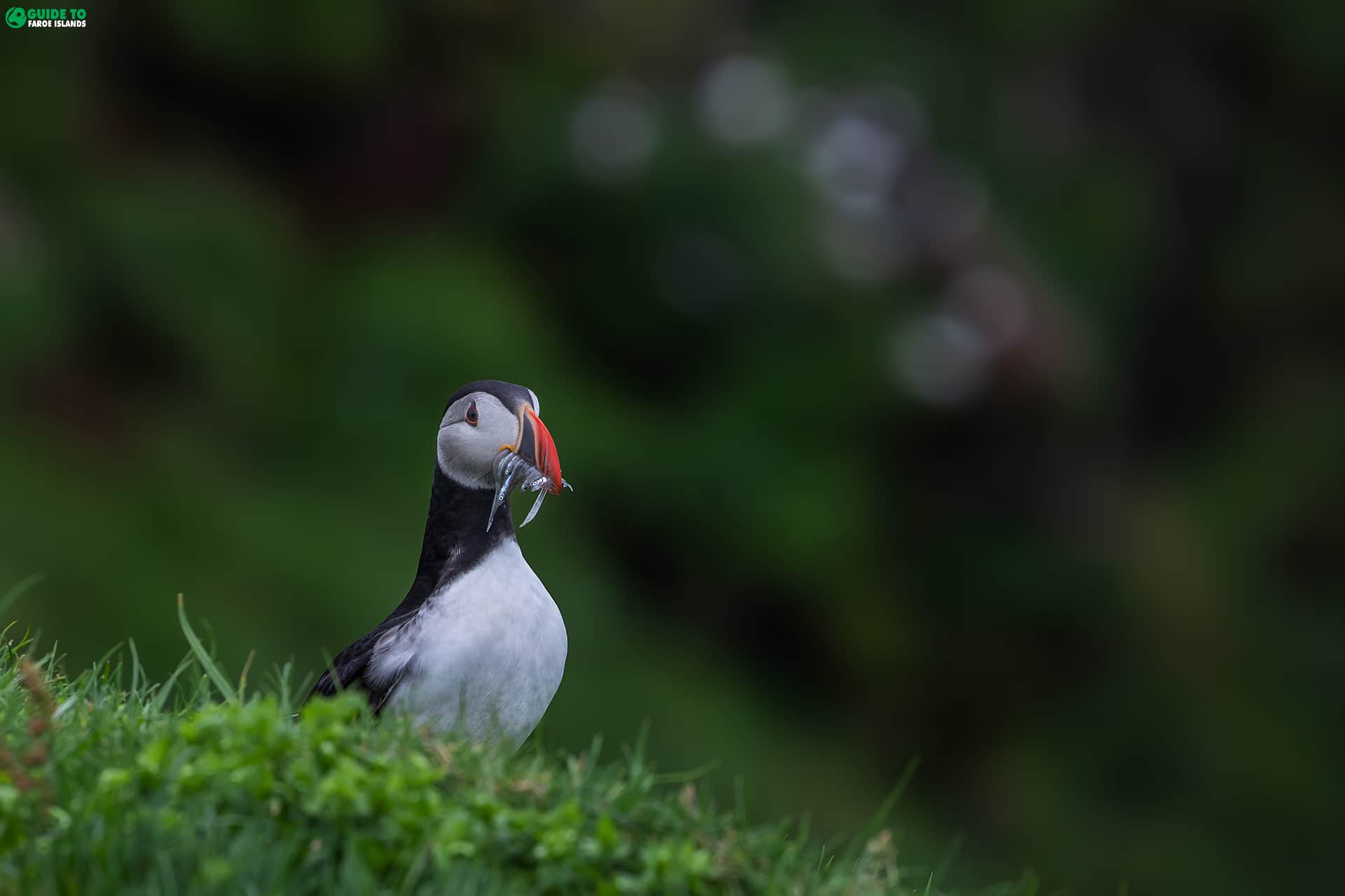 Puffin