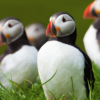 Puffins