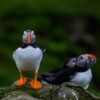 Puffins Faroe Islands