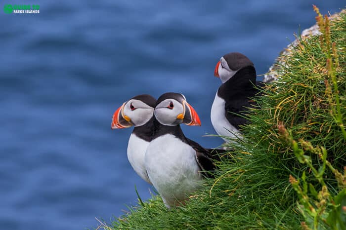 Puffins in the Faroe Islands