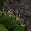 Puffins in grass