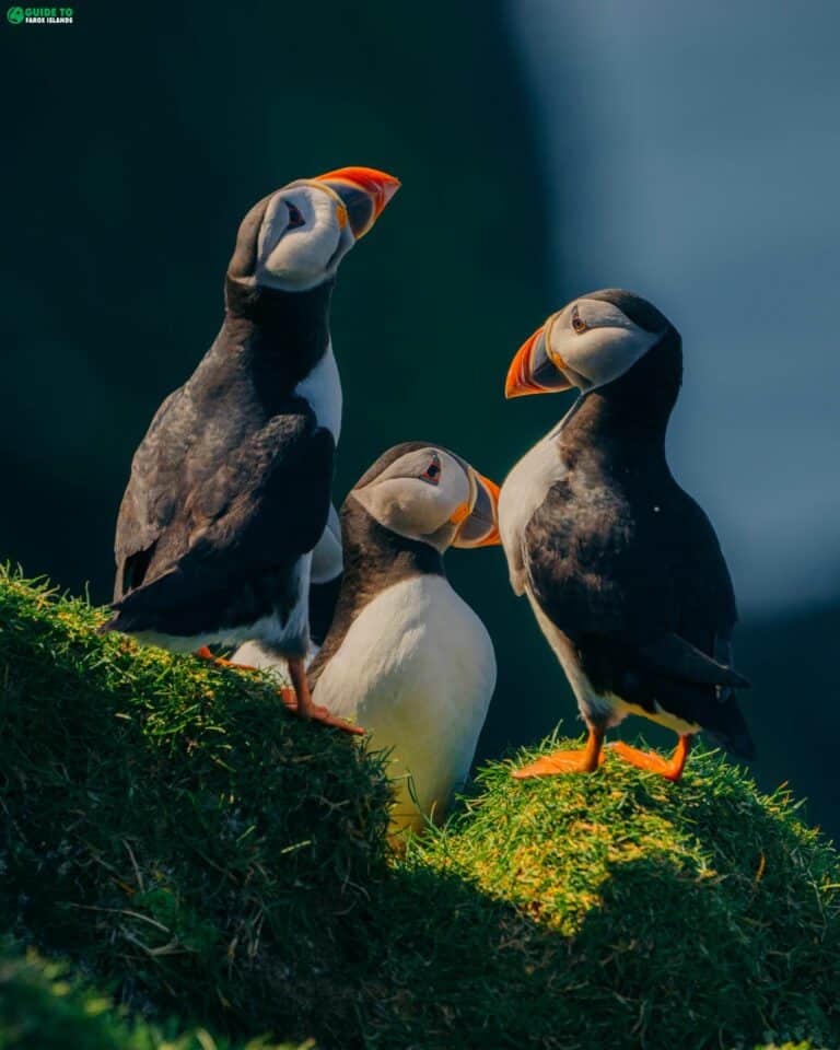 Are the Faroe Islands Expensive? Guide to Faroe Islands