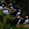 Puffins in the Faroe Islands