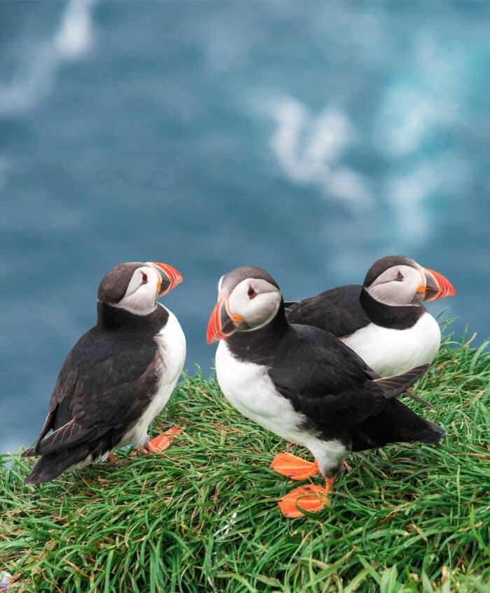 Puffins in Faroe Islands