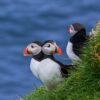 Puffins on Mykines