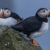 Puffins on Mykines in the Faroe Islands