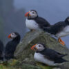 Puffins standing on rock on Mykines