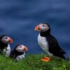 Puffins with sea in background