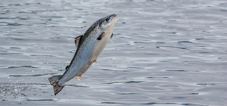 Salmon jumping