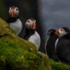 Several puffins