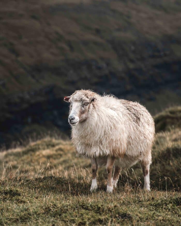 Sheep - Guide to Faroe Islands