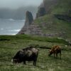 Sheep in nature