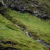 Sheep on grassy hill