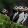 Standing puffins