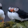 Three puffins