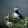Two puffins