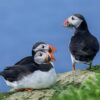 Two puffins