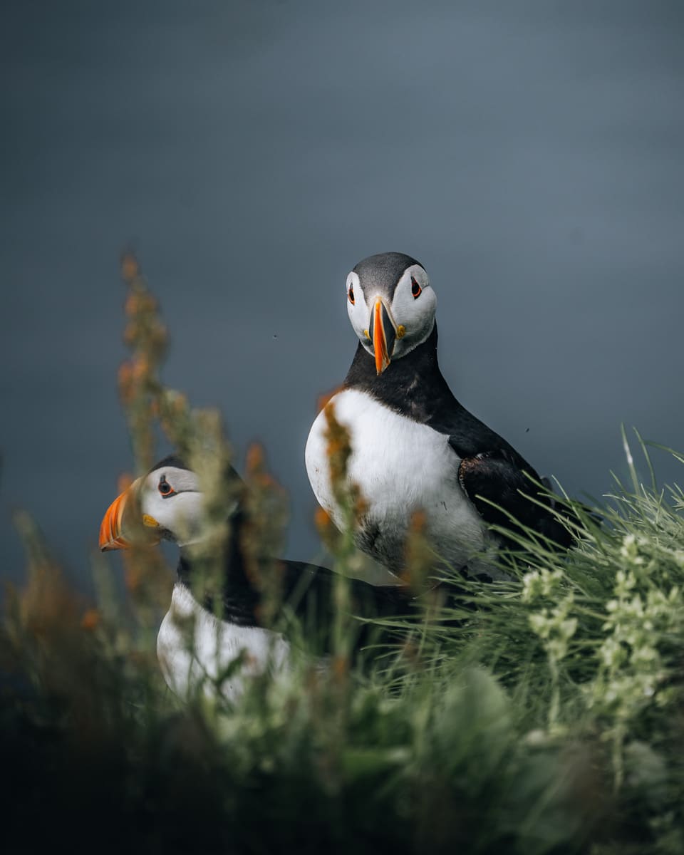 Two puffins