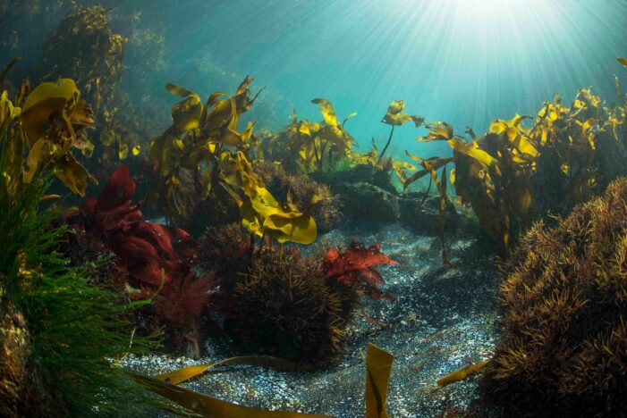 diving-faroe-islands