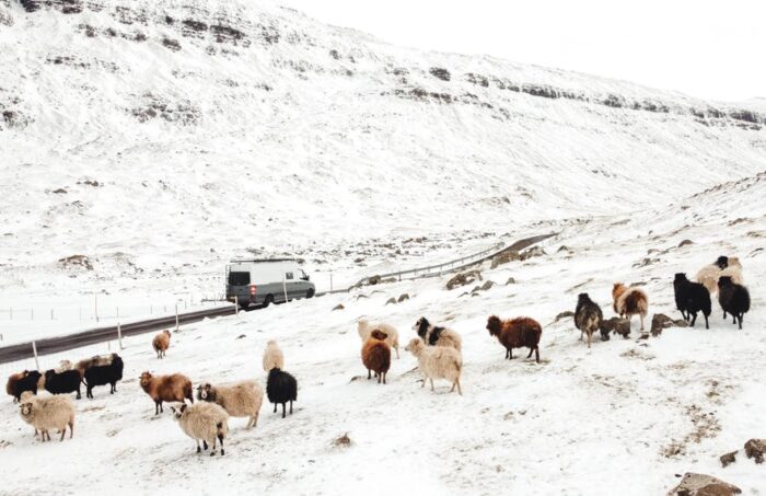 Sheep in snow with campervan