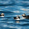 Puffins at sea