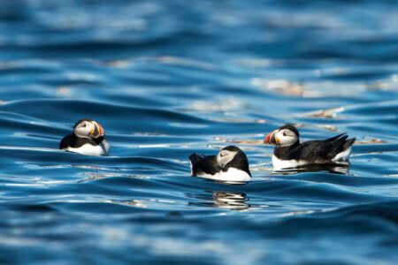 Puffins at sea