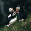 Puffins