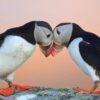 Puffins being romantic