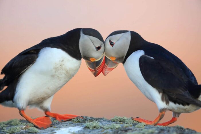 Puffins being romantic
