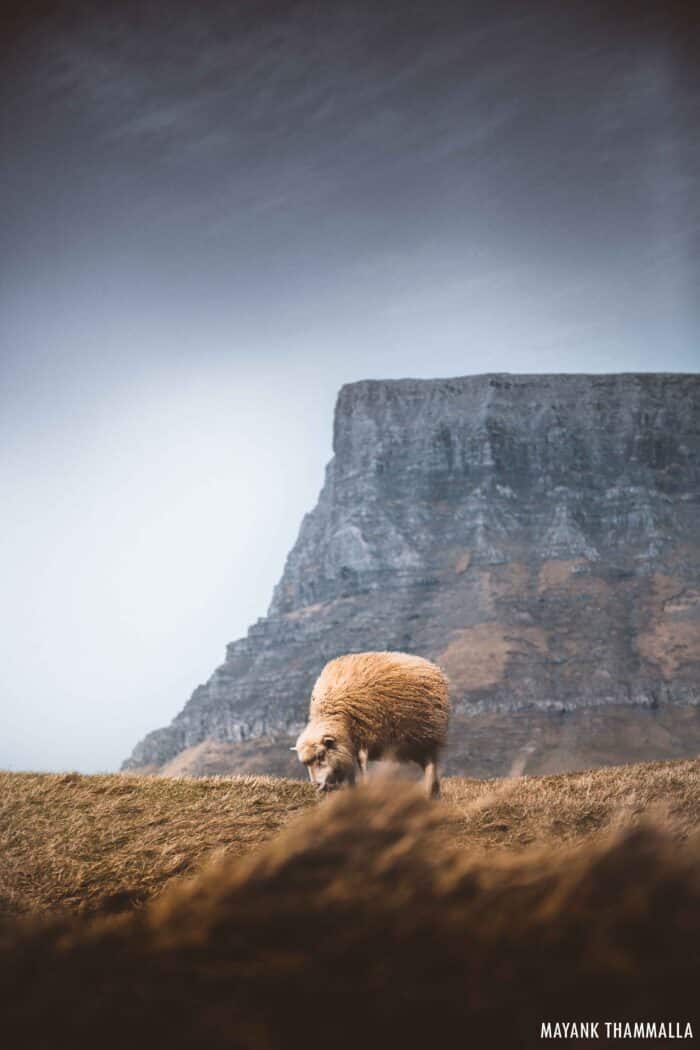 Grazing sheep