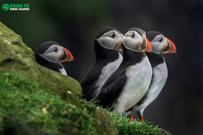 Faroe Islands in May with puffins