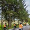 Cyclists on road with trees next to it