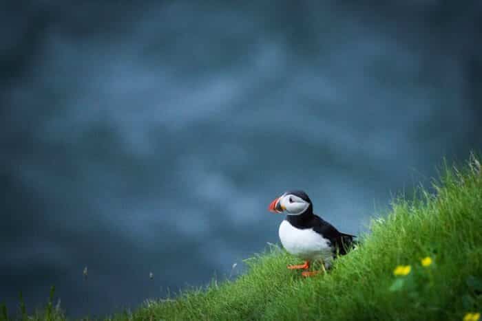 Faroe Islands puffin