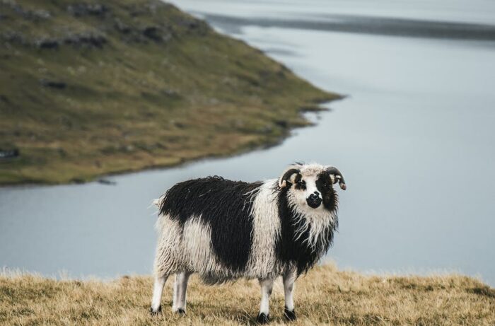 Sheep in the Faroe Islands