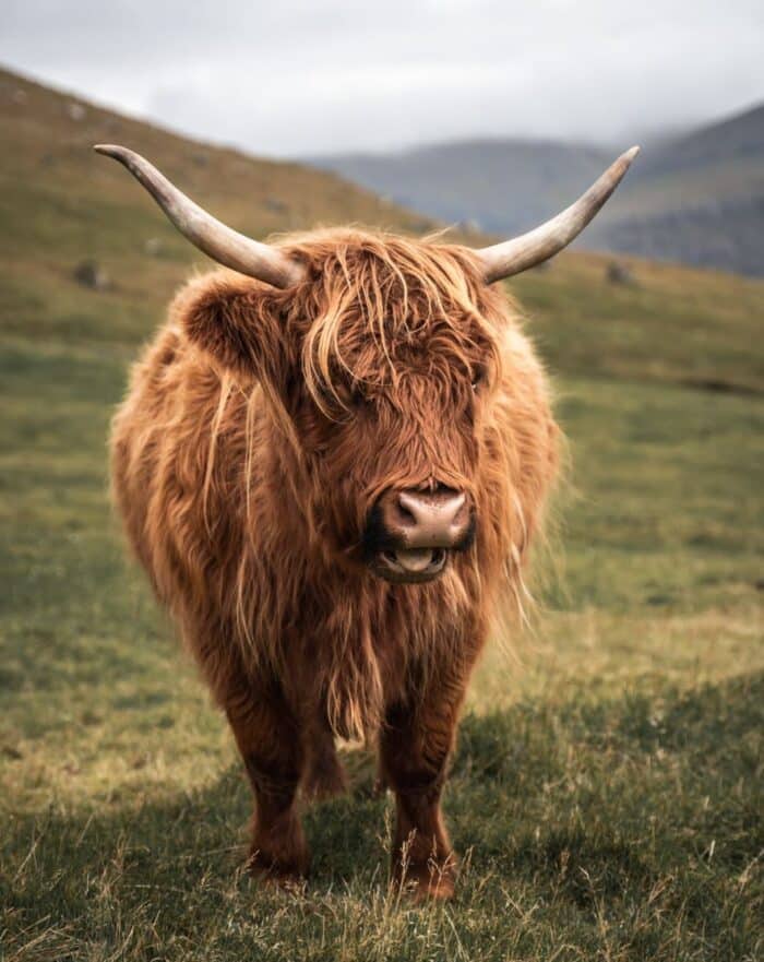 Highland Cattle in Faroe Islands