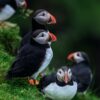 Puffins