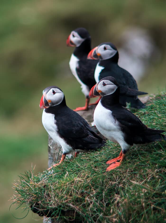 Puffins