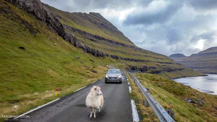 Sheep on road in the Faroe Islands