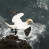 Gannet