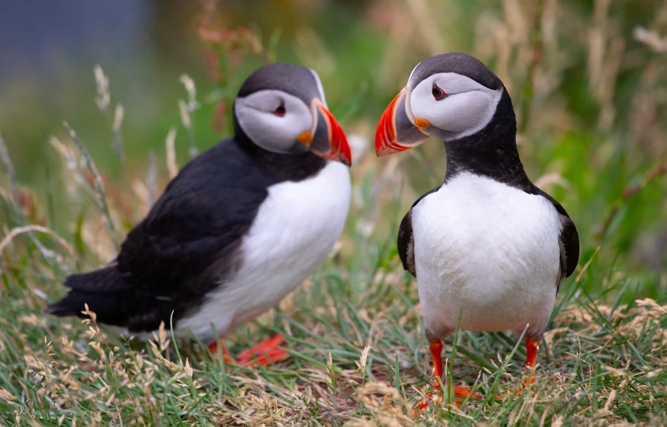 Atlantic puffins