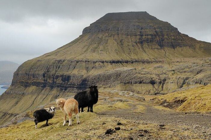 Sheep and mountain in Faroe Islands