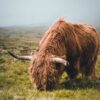 Highland cattle in Faroe Islands