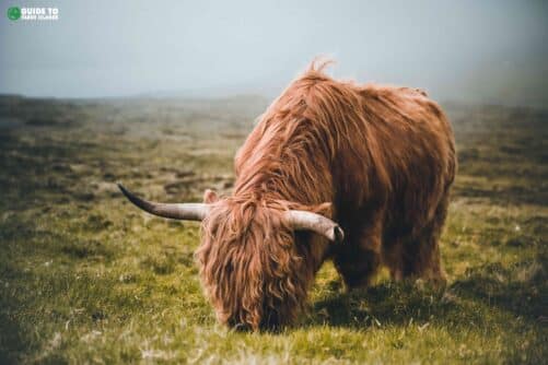 Highland cattle in Faroe Islands