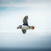 Puffin flying in Faroe Islands