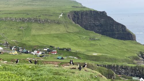 Mykines Island with puffins