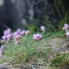 Flower in Faroe Islands