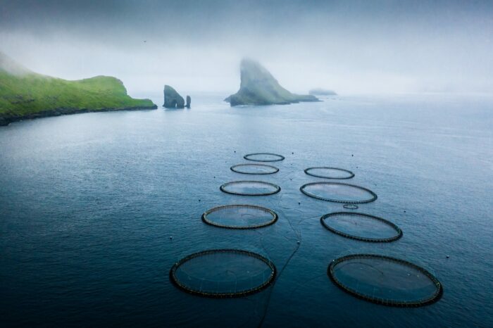 Salmon pounds in the Faroe ISlands